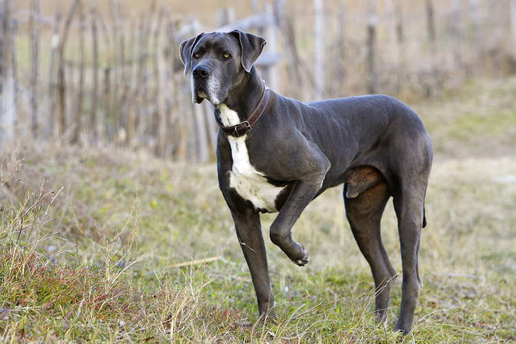 What is the biggest dog breed?